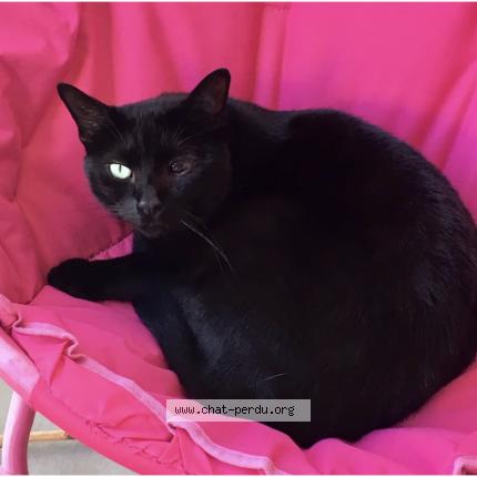 Photo 1/1 Jack Chat lost in A m le