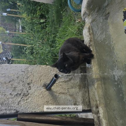 Photo 1/1 Aloy Chat lost in St bueil