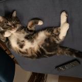 Picture of cat lost at Maincy