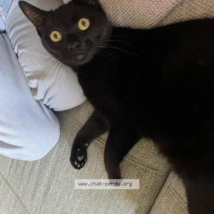 Photo 1/2 Mimi Chat lost in Cholet