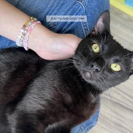 Photo 2/2 Mimi Chat lost in Cholet