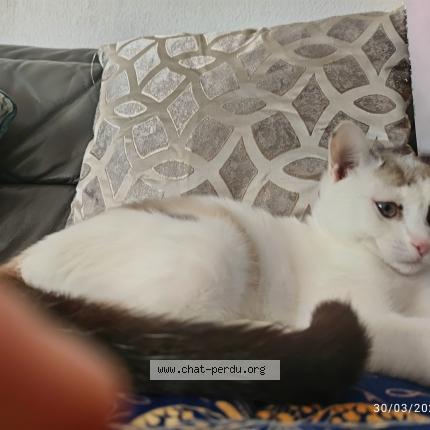 Photo 1/1 Mimi Chat lost in Marseille