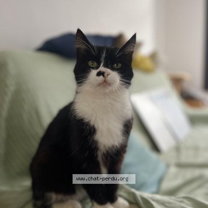 Photo 1/3 Biscuit Chat lost in Beuvry