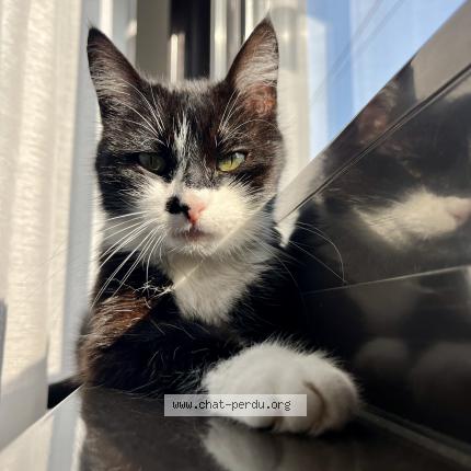 Photo 2/3 Biscuit Chat lost in Beuvry