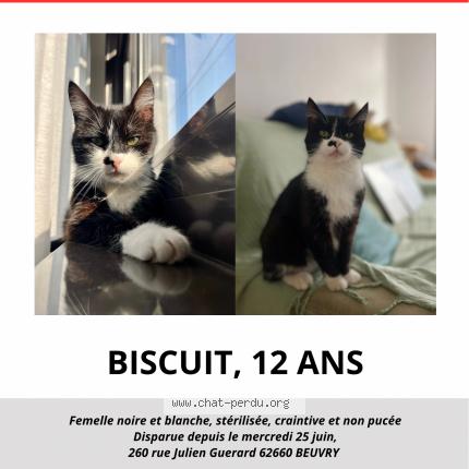 Photo 3/3 Biscuit Chat lost in Beuvry