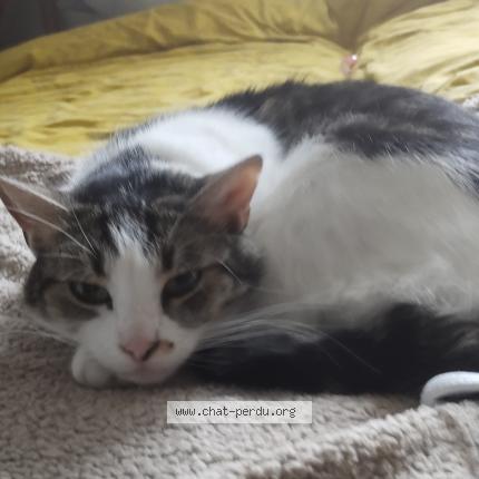 Photo 1/1 Tosca alias chatounette Chat lost in Luneville