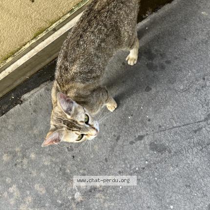 Photo 1/1 Found cat Found in Montpellier