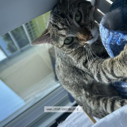 Photo 1/1 Rosy Chat lost in Brest