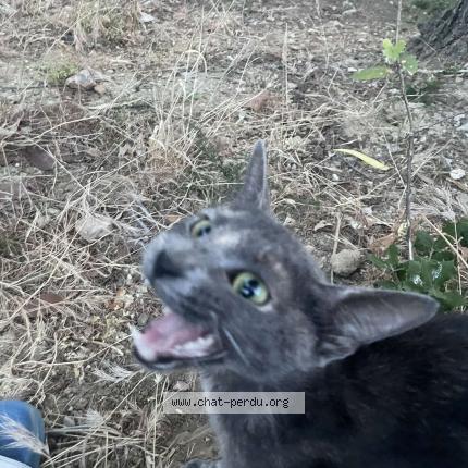 Photo 1/1 Found cat Found in Montpellier