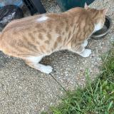 Picture of cat lost at Livarot