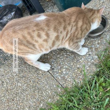 Photo 1/2 Flocon Chat lost in Livarot