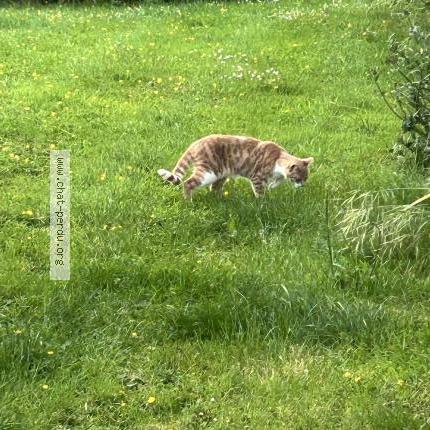 Photo 2/2 Flocon Chat lost in Livarot