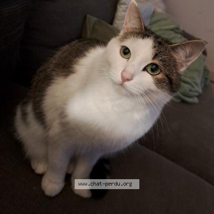 Photo 1/1 LILOU Chat lost in Thorigne fouillard