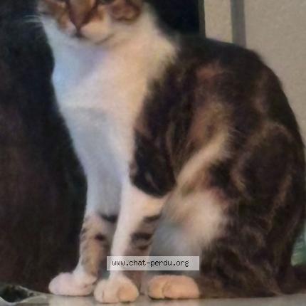 Photo 1/1 Zoro Chat lost in Conches en ouche