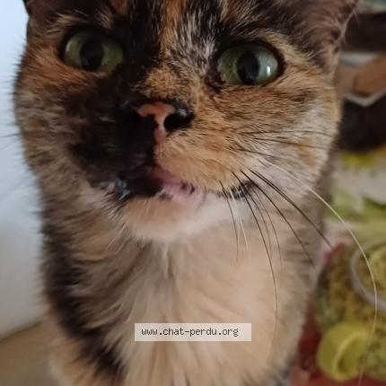 Photo 1/1 Bibiche Chat lost in Vaucourtois