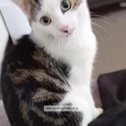 Photo 1/1 Tommy Chat lost in Scharbeek