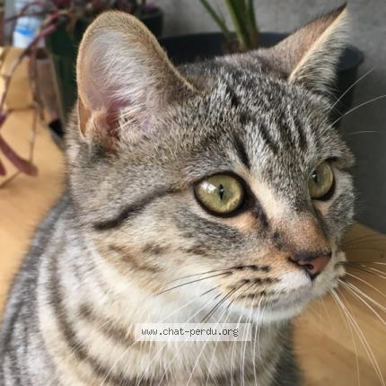 Photo 1/1 Poupette Chat lost in Talence