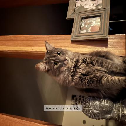 Photo 1/1 Youmie Chat lost in Saint brice