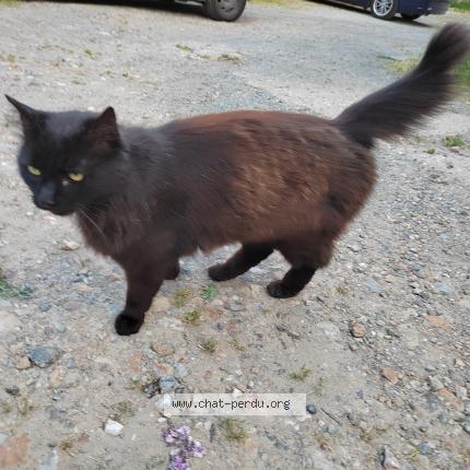 Photo 1/1 Found cat Found in Saint meen le grand