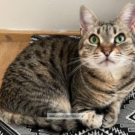 Foto 1/1 Kat teruggevonden Vermist in Etterbeek
