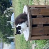 Picture of cat lost at Sarge Sur Braye