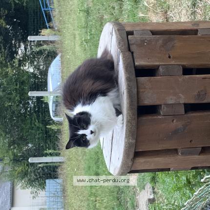 Photo 1/1 Alita Chat lost in Sarge sur braye