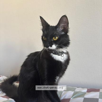 Photo 1/1 Nala Chat lost in Lyon