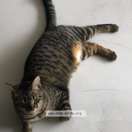 Photo 1/1 Romy Chat lost in La rochelle