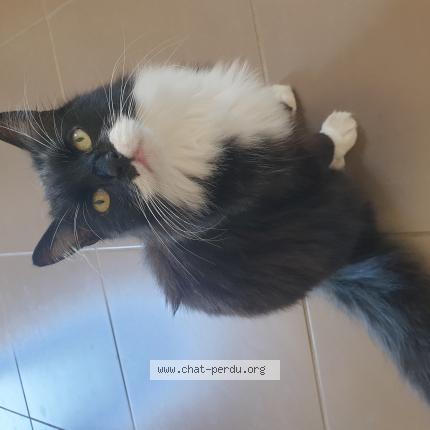 Photo 1/1 Gilles RENAULT Chat lost in Gimont