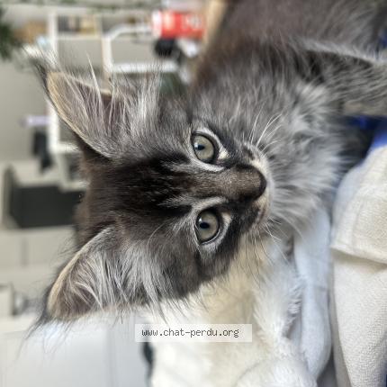 Photo 1/1 Ahmaï Chat lost in Lormont