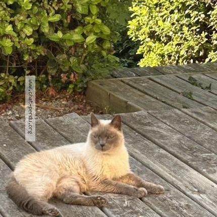 Photo 1/2 Imhotep Chat lost in Chamoux sur gelon