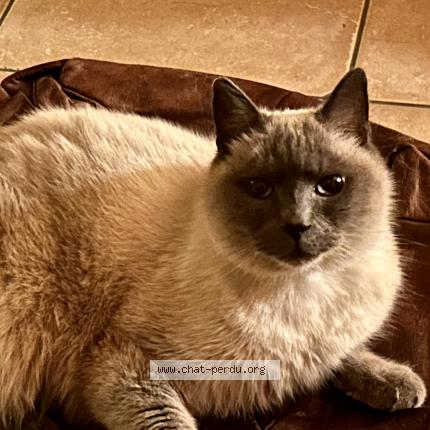 Photo 2/2 Imhotep Chat lost in Chamoux sur gelon