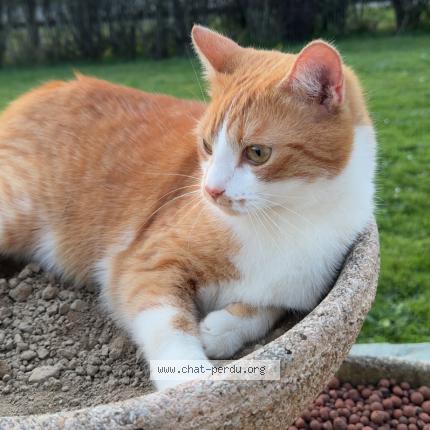 Photo 1/1 Tino Chat lost in Rives d andaine