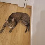 Picture of cat found at Paris