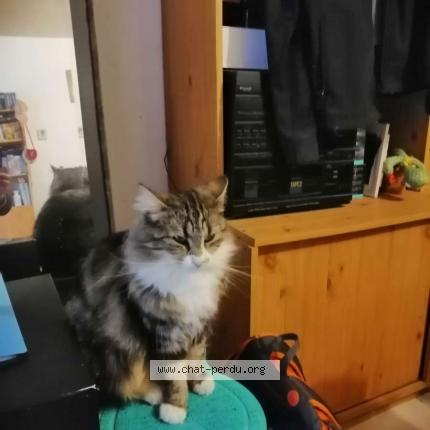 Photo 1/1 Paupiette Chat lost in Homblieres