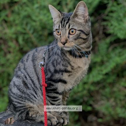 Photo 1/1 Pito Chat lost in Morsang sur orge