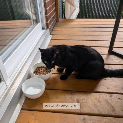 Photo 1/1 Found cat Found in Richelieu