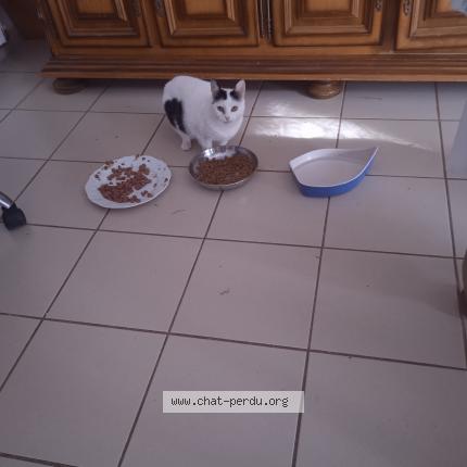 Photo 1/1 Fripounette Chat lost in La roche sur yon