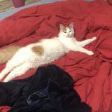 Picture of cat lost at Gaillac