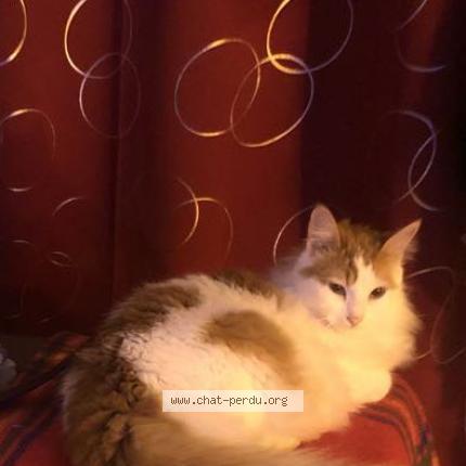 Photo 2/2 Mia Chat lost in Gaillac