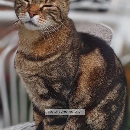 Photo 1/1 Pepperlo Chat lost in La ferte saint aubin