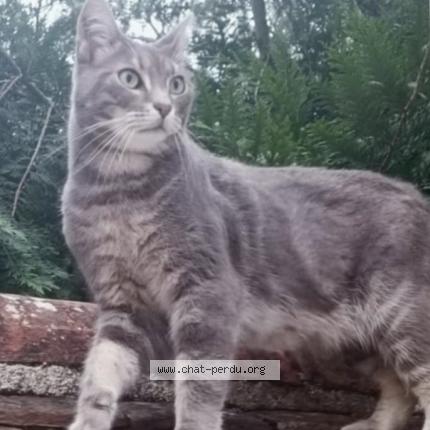 Photo 1/1 Shadow Chat lost in La ferte saint aubin