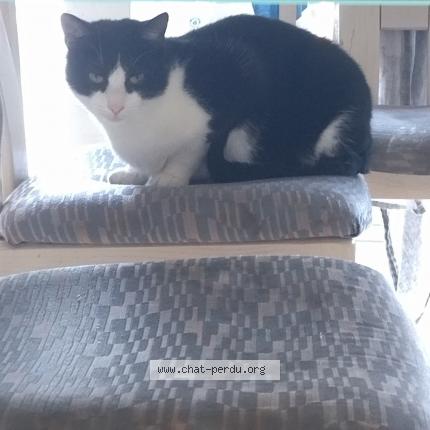Photo 1/1 Fripouille Chat lost in Sierentz