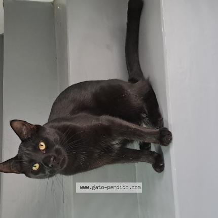 Photo 1/1 Nano Chat lost in Caba villa devoto villa pueyrre