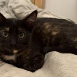 Picture of cat found at Frouzins