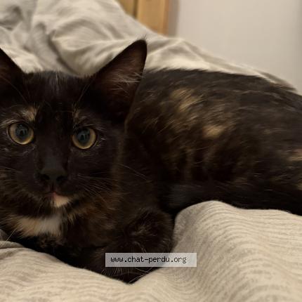 Photo 1/1 Found cat Found in Frouzins