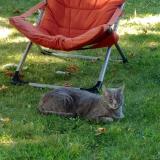 Picture of cat lost at La Ciotat