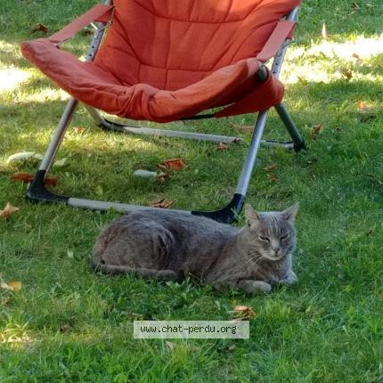 Photo 1/1 SOURIS Chat lost in La ciotat