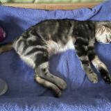 Picture of cat found at Gleize