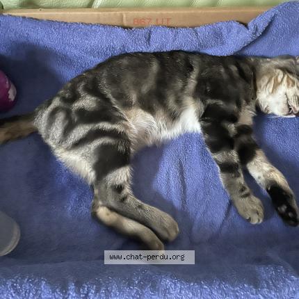 Photo 1/1 Found cat Found in Gleize